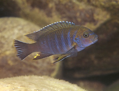 Chindongo sp. 'aggressive zebra likoma' Maingano Island